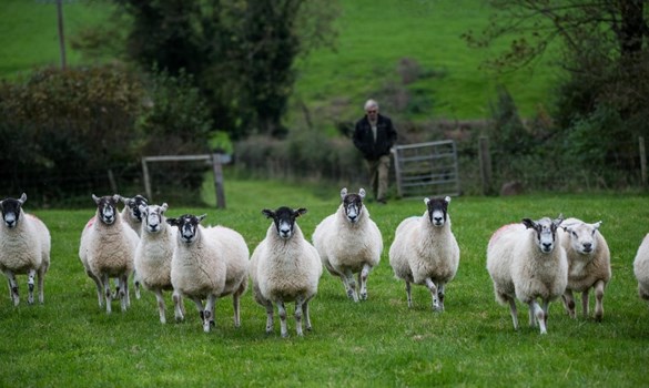 Dupath Farm - tackling ticks